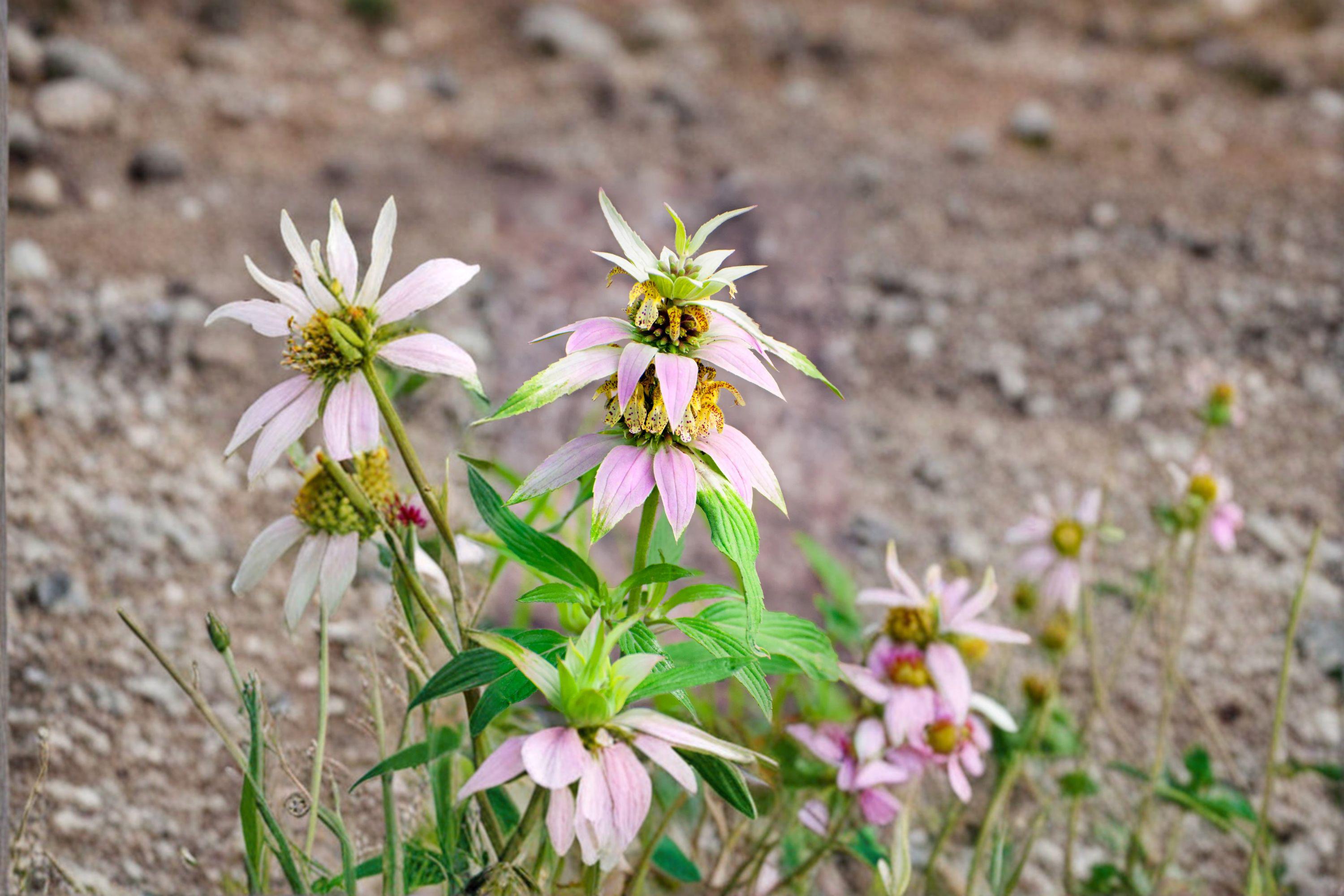 Monarda punctata/Spotted Bee Balm – 100 Seeds | Native Prairie Annual/Short-Lived Perennial | Drought-Tolerant | Pollinator Magnet