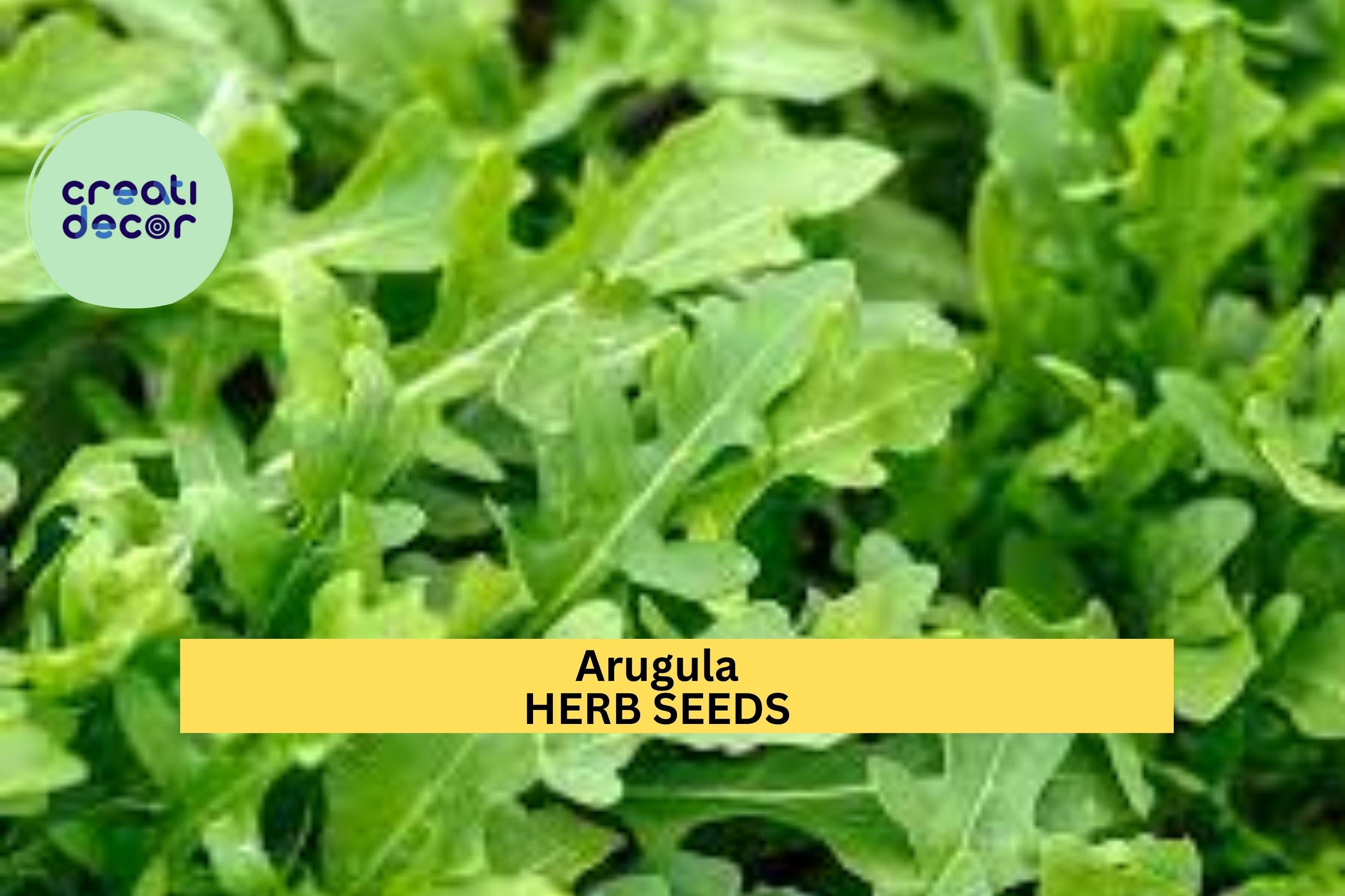 3pcs of 1g Arugula Seeds – Peppery Leafy Greens for Salads, Sandwiches, and Easy Home Garden Vegetable Growing Seeds for Planting