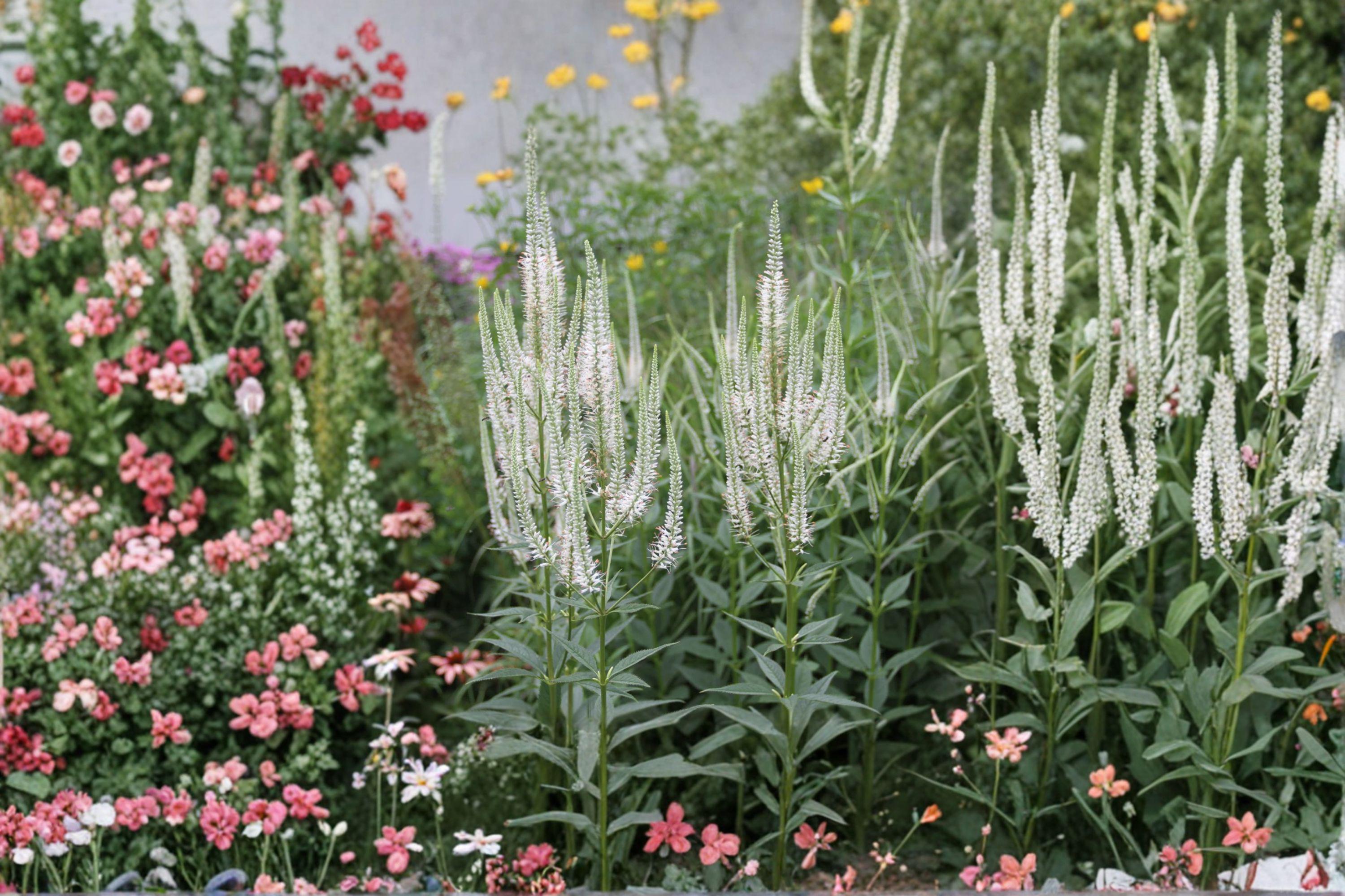 Veronicastrum Virginicum Culvers Root Seeds – 2500 Native Perennial Prairie Wildflower | Pollinator-Friendly
