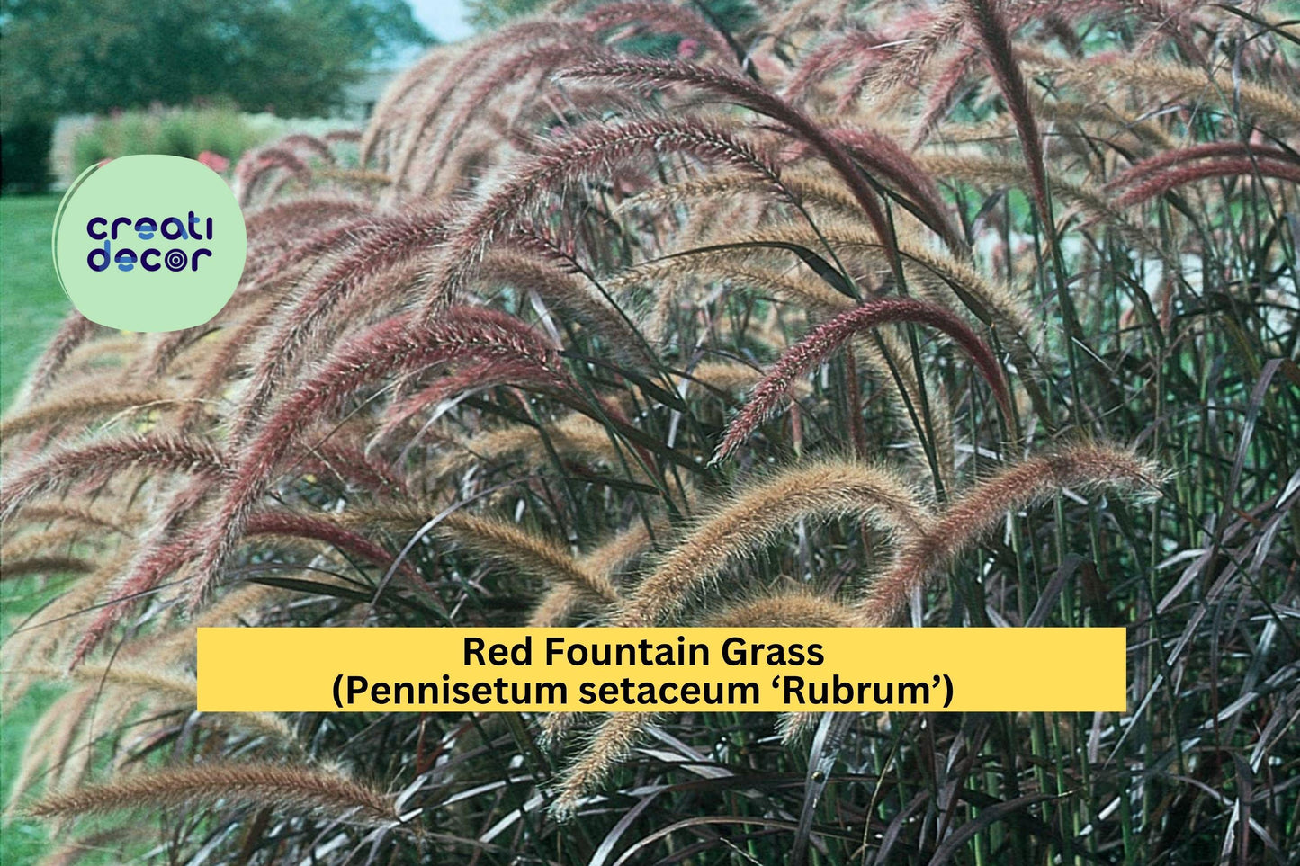 Red Fountain Grass Live Starter Plug – Pennisetum setaceum ‘Rubrum’ – Hardy Ornamental Grass for Borders & Landscaping