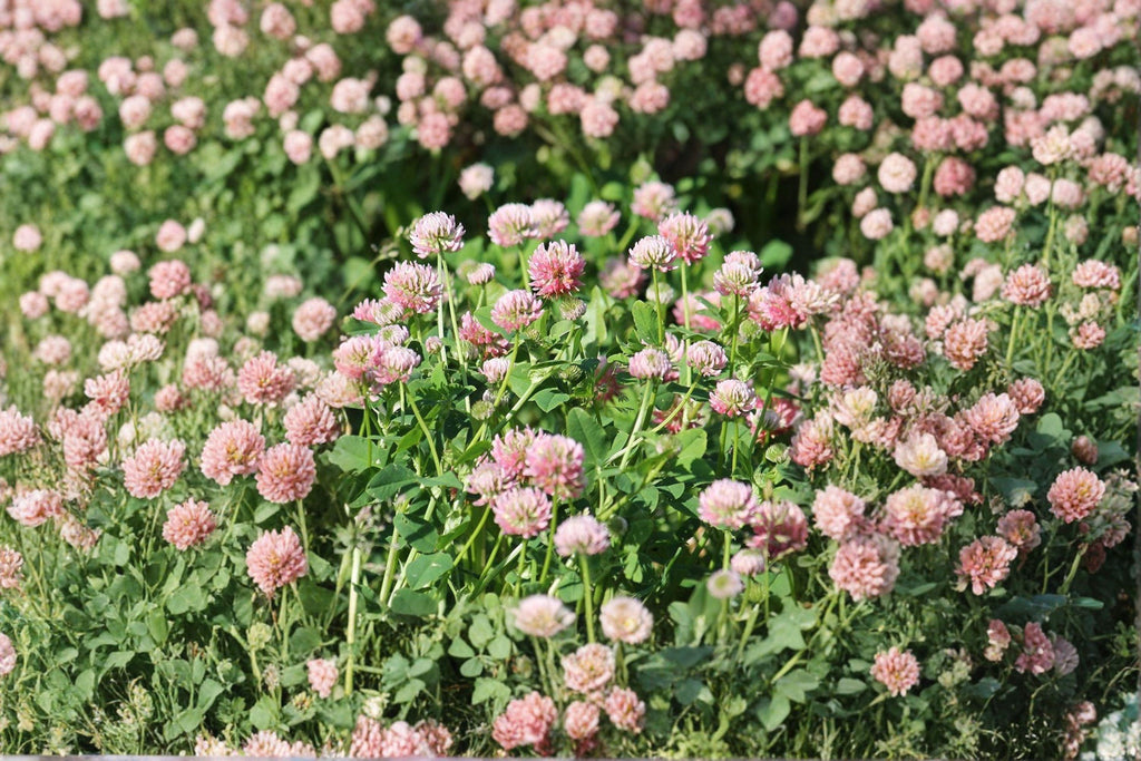 Alsike Clover – Trifolium hybridum Seeds | 100 Seeds | Cold Hardy | Pollinator Friendly Cover Crop