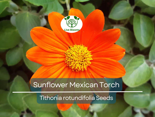 100 Seeds Sunflower Mexican Torch, Non-GMO, Bees, Butterflies, Hummingbirds, Helianthus, Bright Blooms, Garden, Wildflower, Perennial
