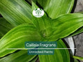 2 Callisia Fragrans / Home Ginseng Unrooted Plants - Unique Indoor Houseplant for Easy Care