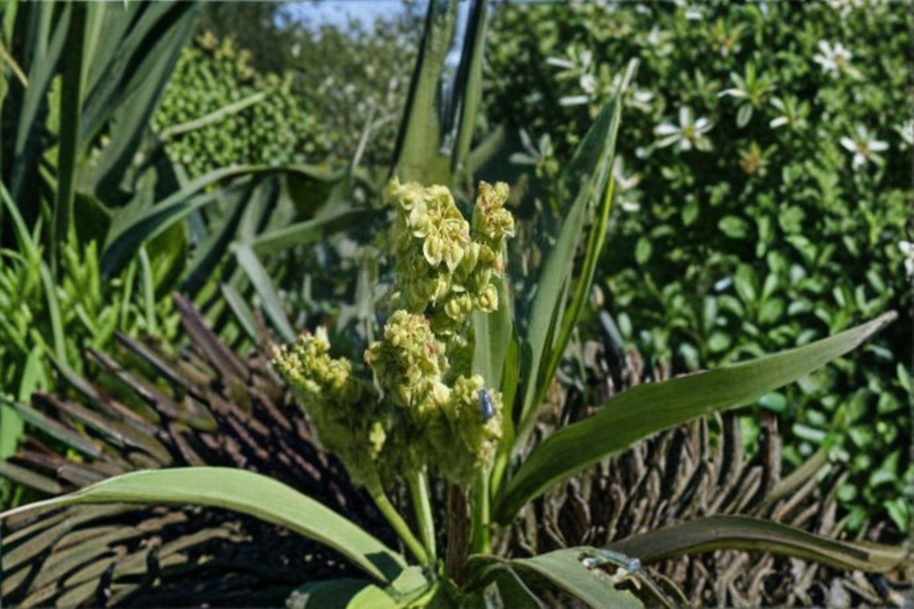 Rumex altissimus/Pale Dock – 100 Seeds | Native Prairie | Woodland Perennial | Tall Foliage Plant | Wildlife & Restoration Value