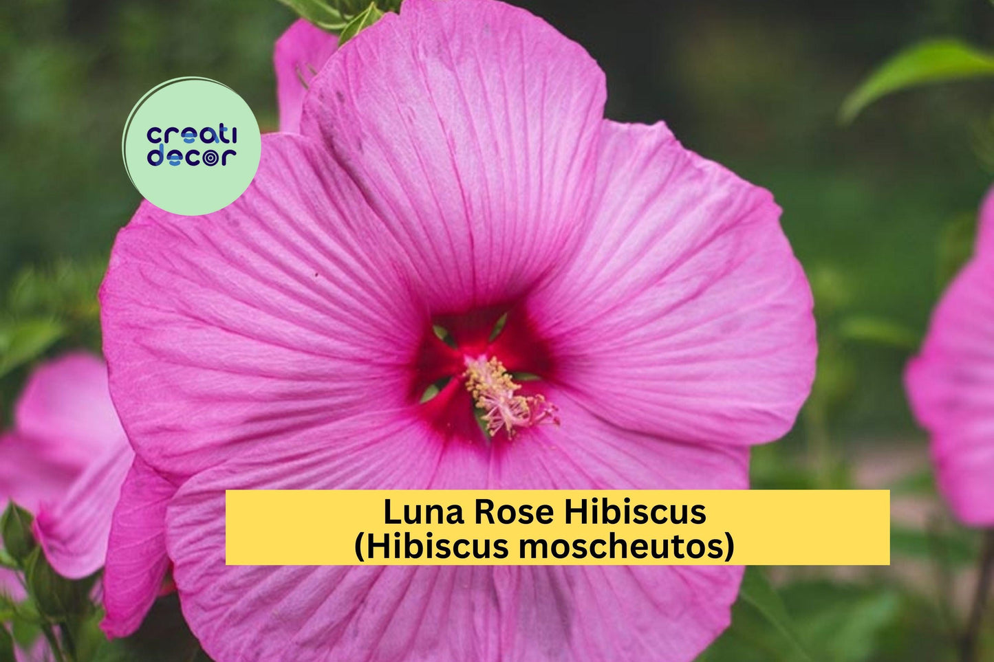 1 Luna Rose Hibiscus – Hibiscus moscheutos Live Rooted Starter Plant, Hardy Perennial with Huge 8–10" Rose-Pink Blooms for Summer Gardens