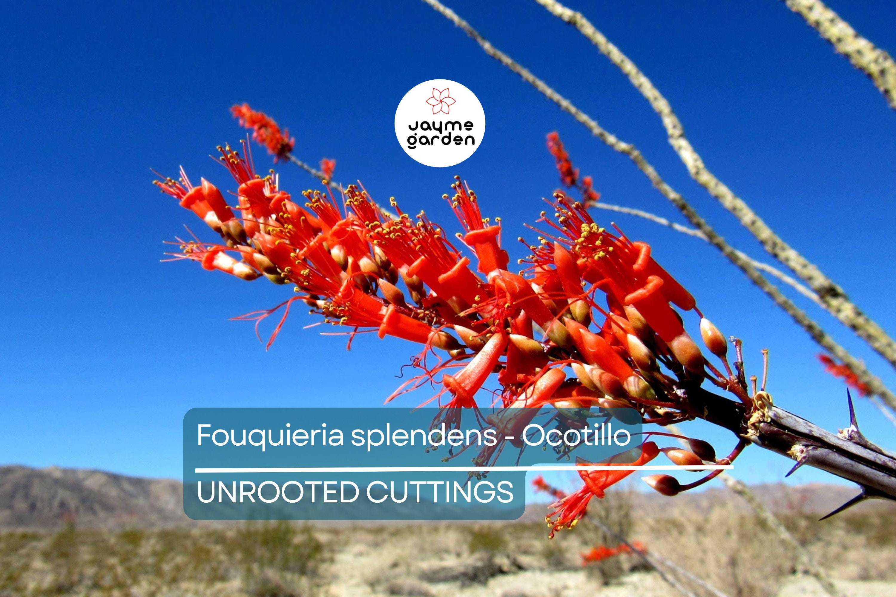 Fouquieria Splendens - Ocotillo Cutting (4-6") | Iconic Desert Plant | Cold Hardy | Drought-Tolerant Starter