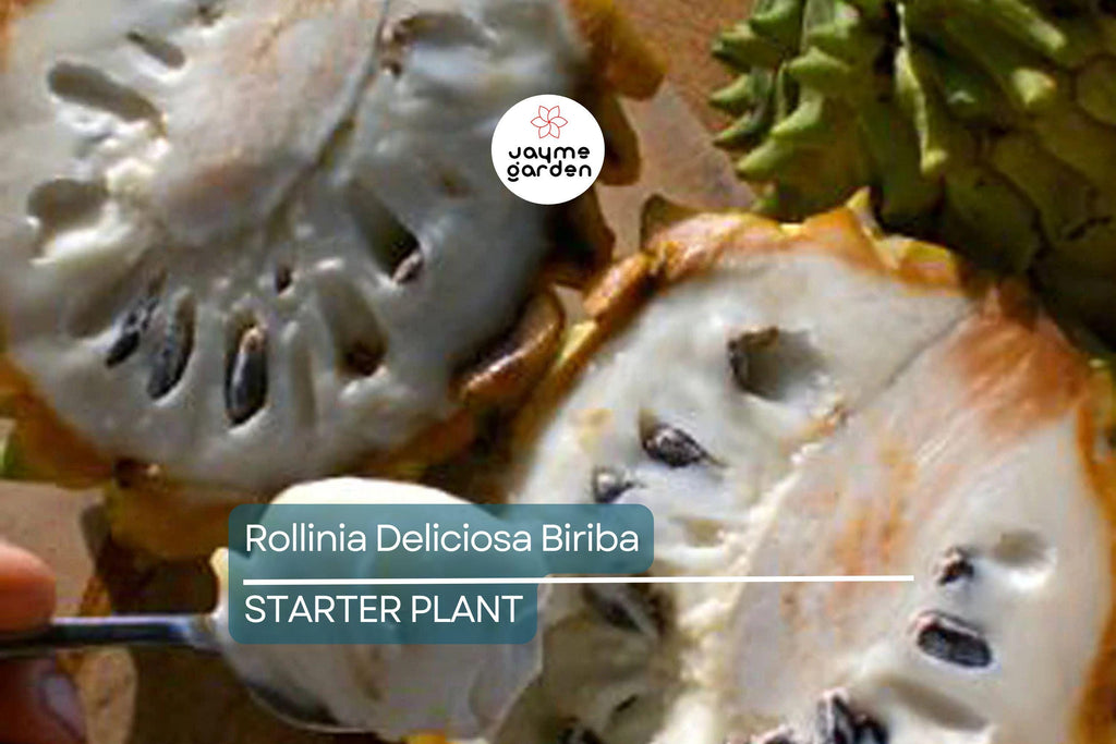 Rollinia Deliciosa 'Biriba' Tropical Tree | 4-7" Live Starter Plant | Sweet Lemon Meringue-Like Fruit | Rare Edible Exotic