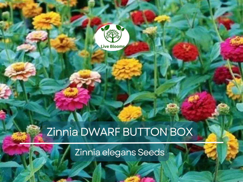 200 Zinnia Dwarf BUTTON BOX Heirloom Seeds - Non-GMO, Dainty Color Mix, Perfect for Containers & Gardens - Zinnia elegans