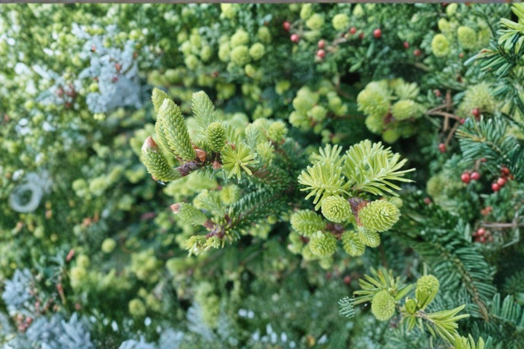 Abies balsamea – Lake State Balsam Fir 30 Seeds | Native Evergreen Tree | Fragrant Needles | Cold-Hardy Forest Classic