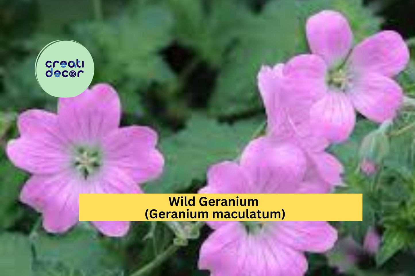Wild Geranium Cranesbill | 10 Bare Root Plants | Geranium maculatum Perennial Wildflower for Shade Gardens and Natural Landscaping