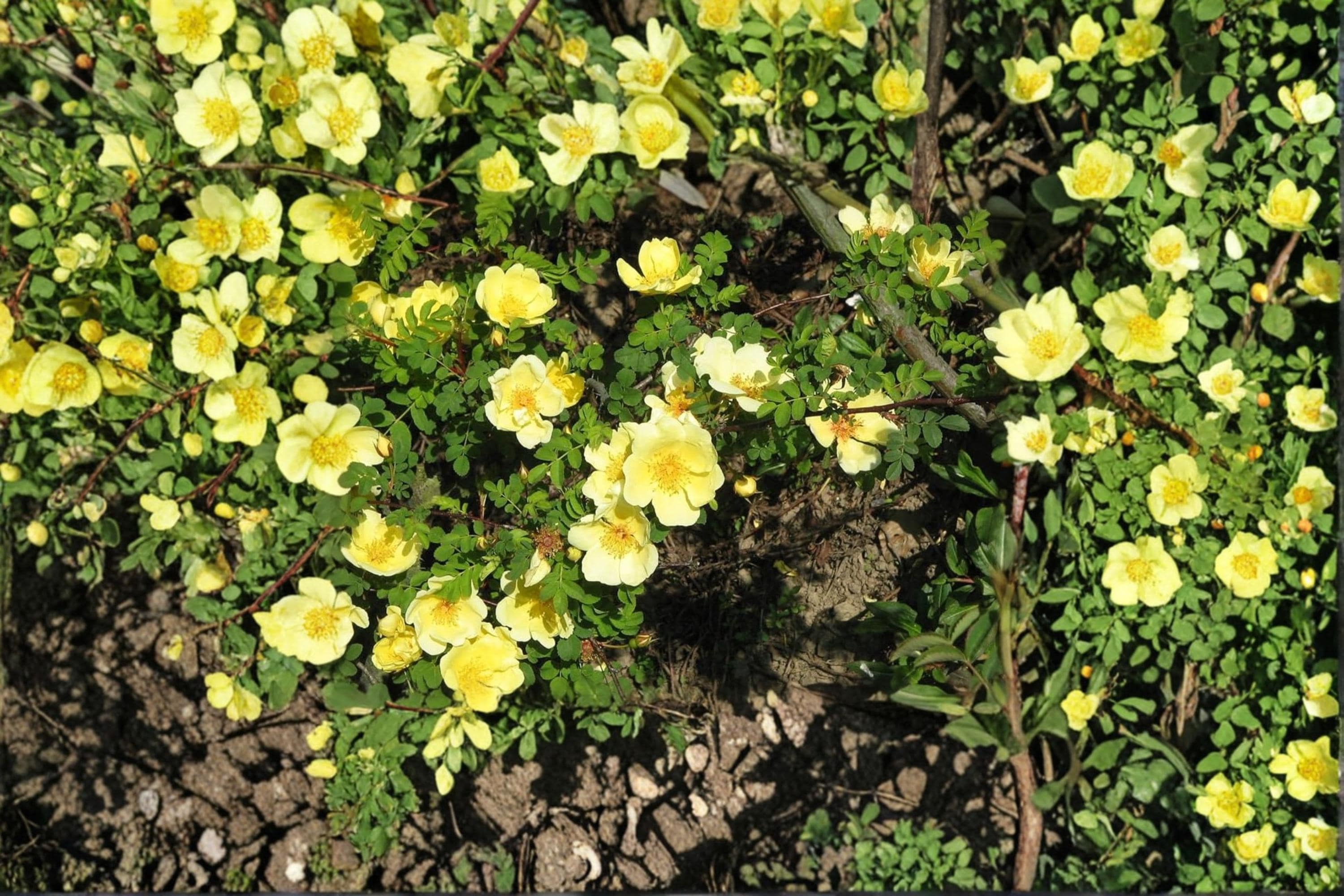 Manchu Yellow Rose – Rosa xanthina Seeds | 10 Seeds | Hardy Flowering Shrub | Ornamental Garden