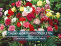 200 Seeds Carnation GRENADIN DOUBLE Mix, Dianthus caryophyllus, Pollinator-Friendly, Fragrant Cut Flowers, Florist Quality, for Gardens