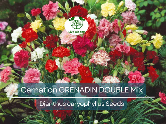 200 Seeds Carnation GRENADIN DOUBLE Mix, Dianthus caryophyllus, Pollinator-Friendly, Fragrant Cut Flowers, Florist Quality, for Gardens