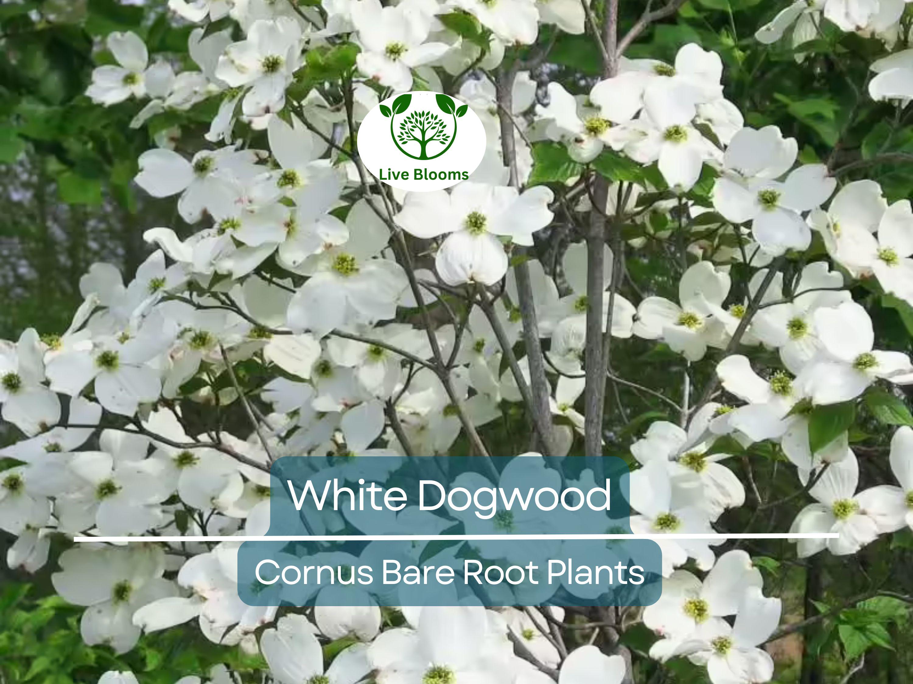 1 White Dogwood Tree – Cornus florida 12–24" Tall Bare Root Live Tree, Flowering Ornamental Tree for Landscape, Zones 5–9