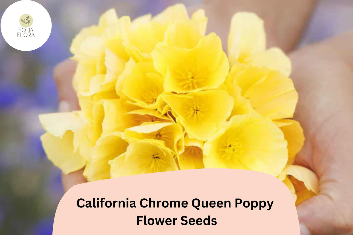 200+ California Chrome Queen Poppy Seeds | Eschscholzia californica | Bright Yellow Blooms | Easy Wildflower Seeds