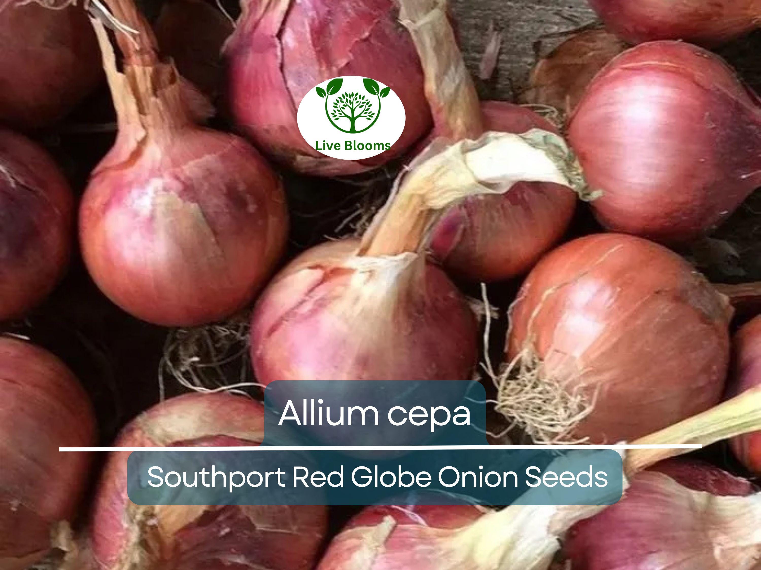 250 mg Seeds Onion Southport Red Globe – Allium cepa | Heirloom Red Onion Seeds for Planting, Gardening & Flavorful Culinary Use