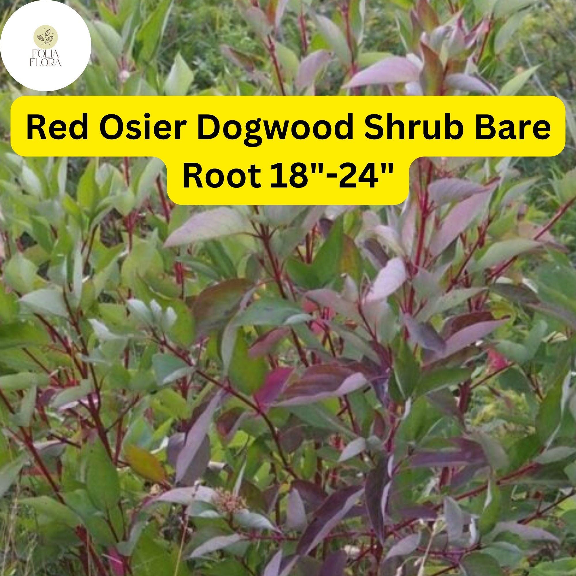 1 Cornus sericea Red Osier Dogwood Shrub - Live Bare Root Plant 18"-24" for Zones 3-8