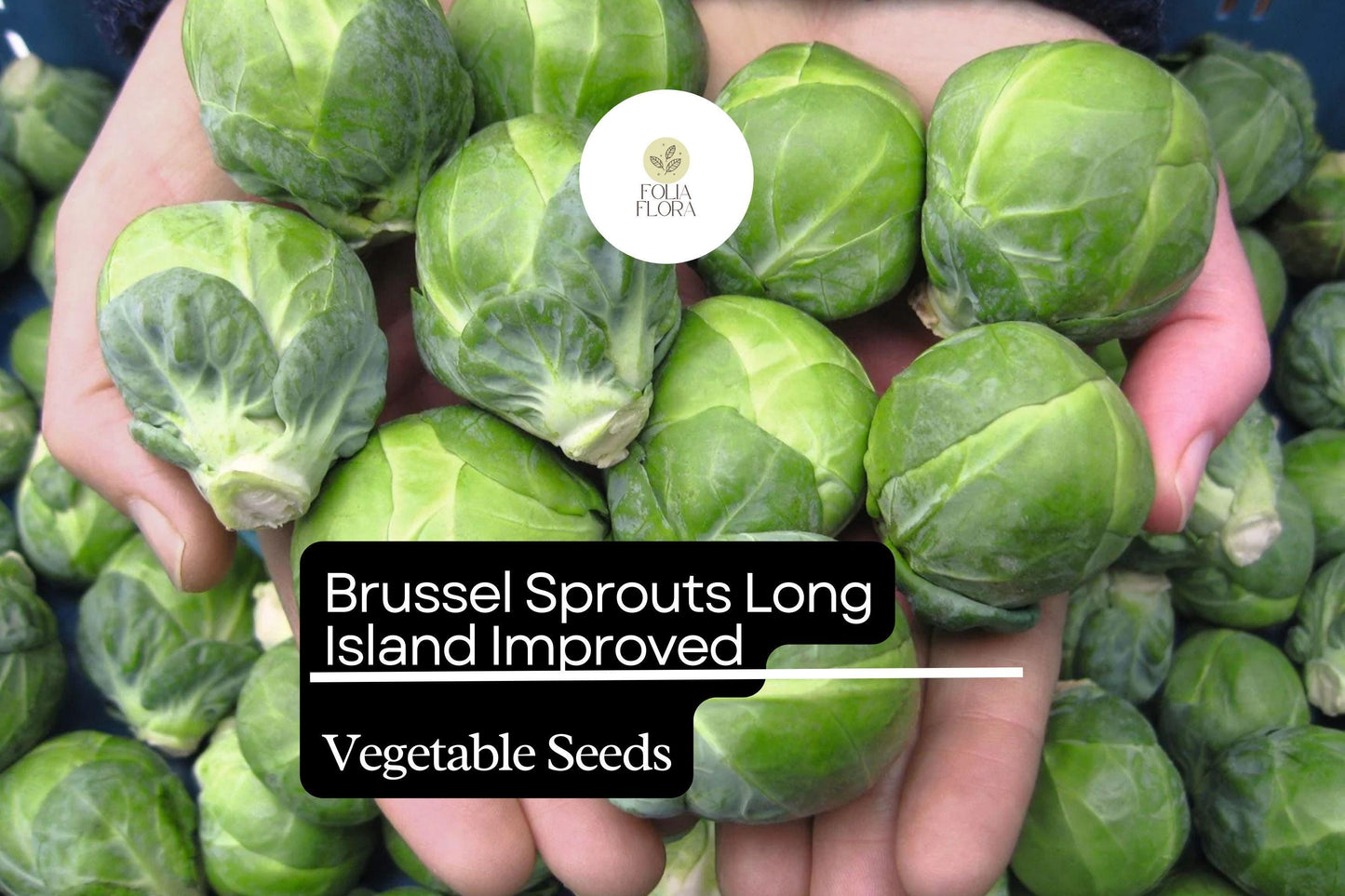 500+ Long Island Brussels Sprouts Seeds – Heirloom, Cold-Hardy Variety for Garden
