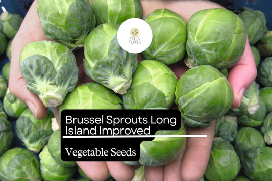 500+ Long Island Brussels Sprouts Seeds – Heirloom, Cold-Hardy Variety for Garden