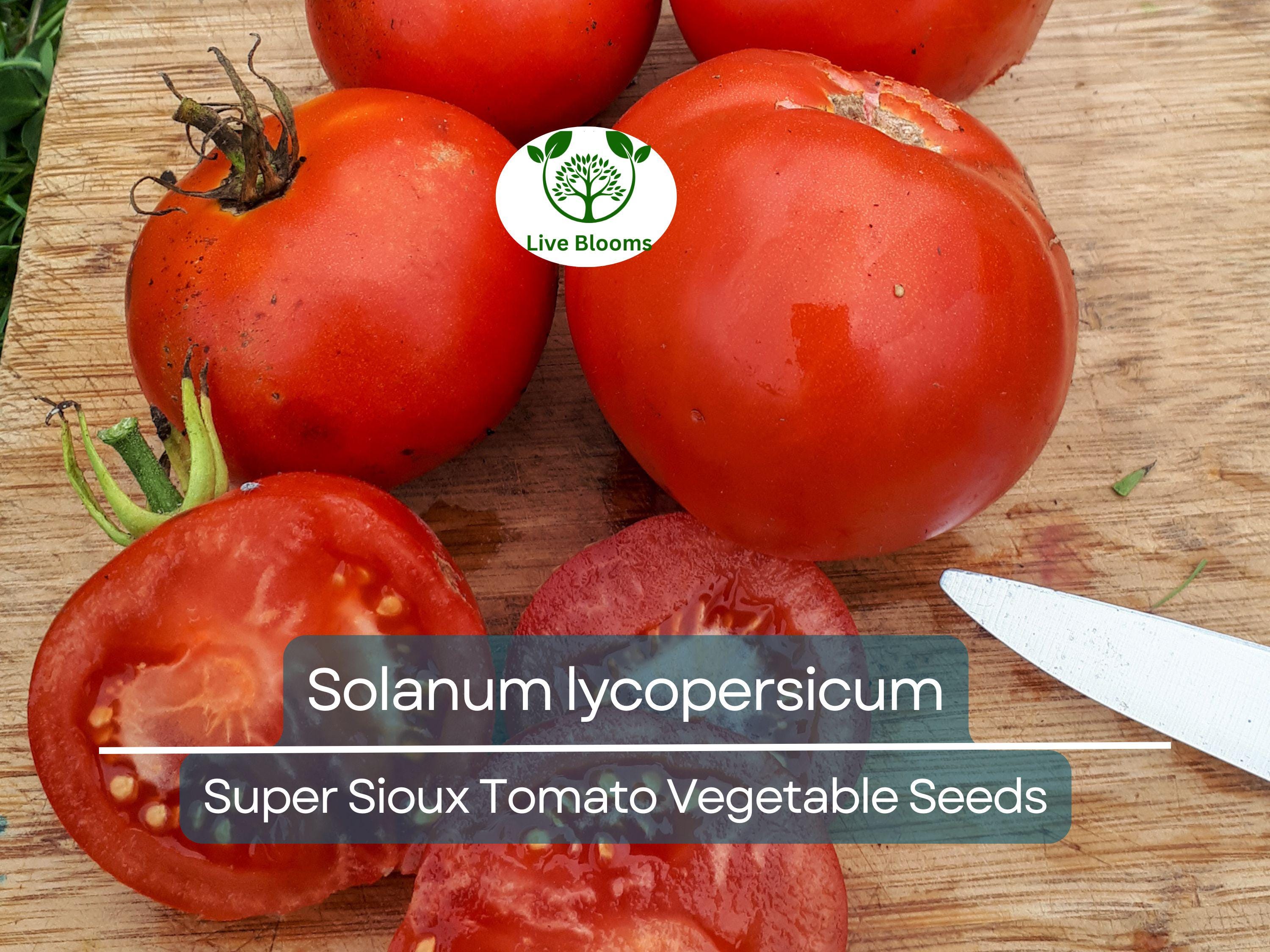100 mg Seeds Tomato Super Sioux – Solanum lycopersicum | Heat-Tolerant Tomato Variety for Planting & Home Gardening