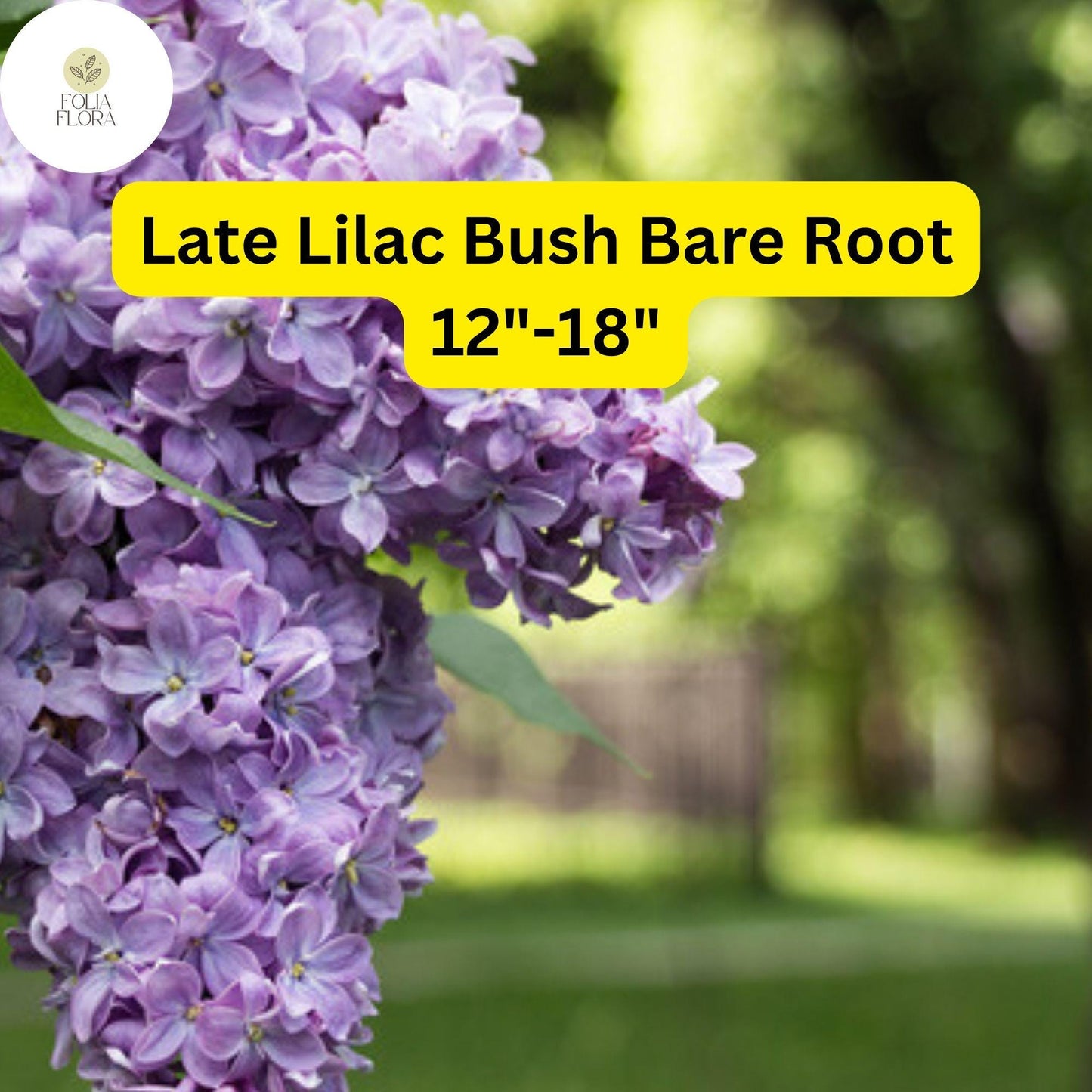 1 Syringa villosa Late Lilac Bush - Live Bare Root Plant 12"-18" for Zones 3-7 - Hardy, Fragrant Flowers