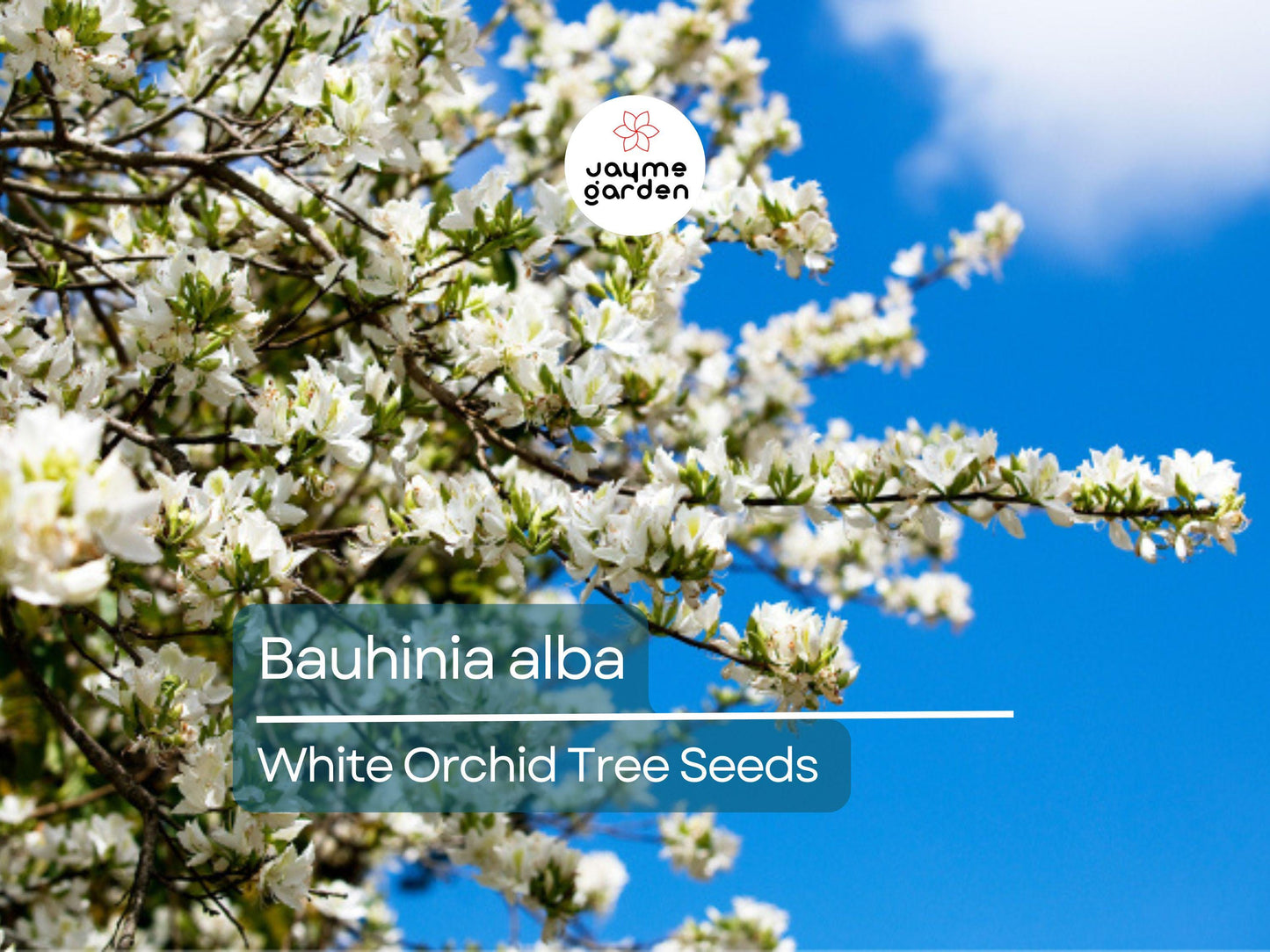 10 Seeds Bauhinia Alba for Planting | White Orchid Tree | Rare White Bauhinia Seeds | Fast Growing Ornamental Flowering Tree for Garden