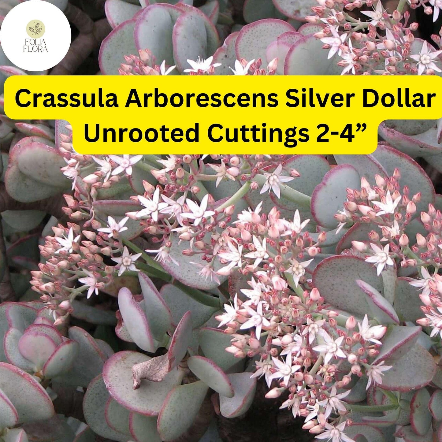 Crassula Arborescens ‘Silver Dollar’ | 3 Unrooted 2-4” Cuttings | Rare Blue-Green Succulent, Easy-Care, Unique Jade Plant