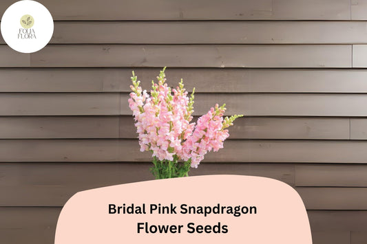 Bridal Pink Snapdragon Seeds (Antirrhinum majus) | 1000+ Seeds | Soft Pink Blooms for Gardens & Borders