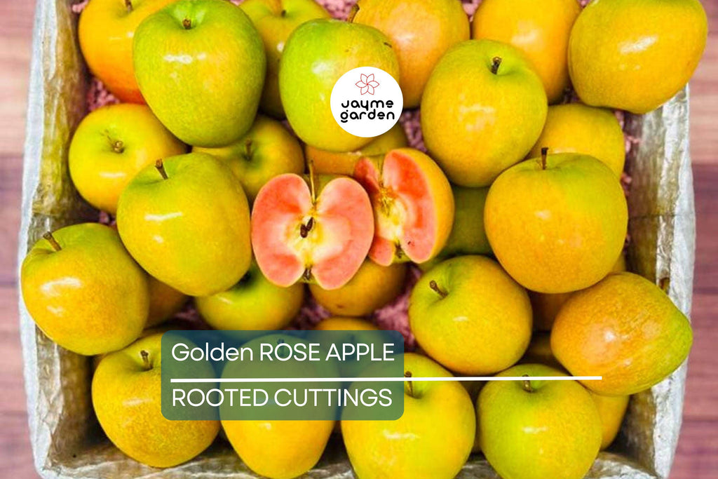 Golden Rose Apple Tree - Syzygium Jambos - Tropical Fruit Seedling, 4”+ Tall, Fast-Growing, Ready to Plant
