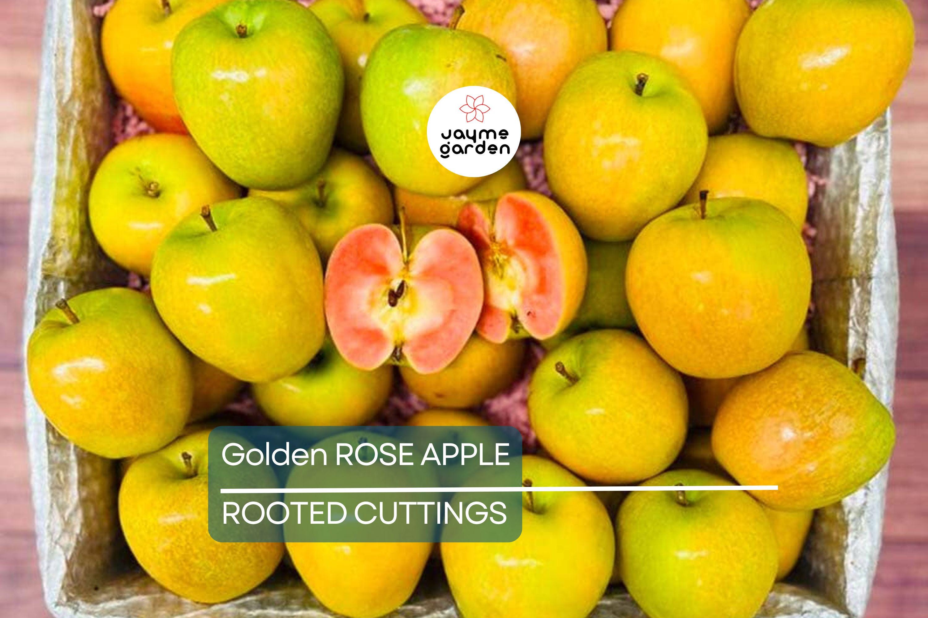 Golden Rose Apple Tree - Syzygium Jambos - Tropical Fruit Seedling, 4”+ Tall, Fast-Growing, Ready to Plant