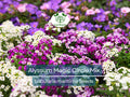1000 Seeds Alyssum Magic Circle Mix, Trailing Groundcover, Pink, Purple, White, Non-GMO, Sweet-Smelling Flowers, Great for Borders