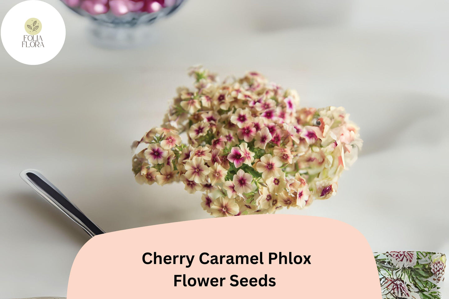 100+ Cherry Caramel Phlox Seeds for Garden Planting | Phlox drummondii | Annual Flower Seeds | Unique Cherry-Cream Blooms