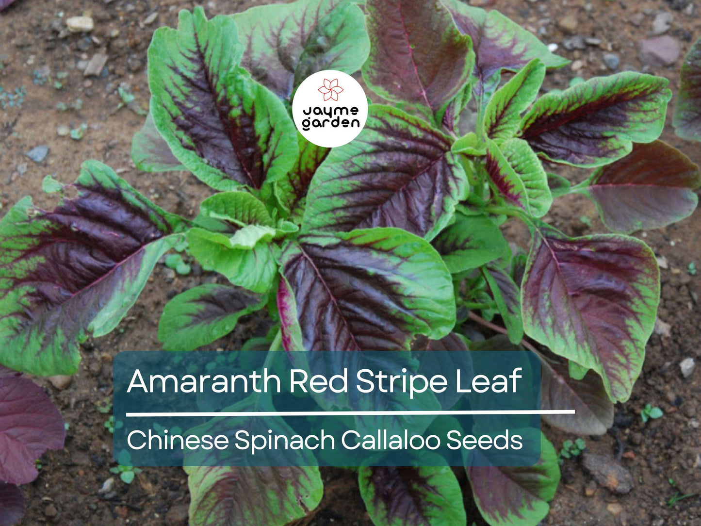 500 Seeds Edible Amaranth Red Stripe Leaf | Chinese Spinach | Yin Tsai Seeds for Planting | Red Beauty Tricolor | Red Callaloo Vegetable