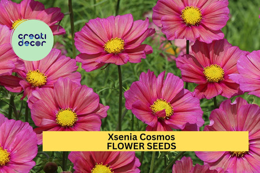 200+ Xsenia Cosmos Seeds – Iridescent Pink-Orange Blooms for Garden Planting, Compact Plants for Beds, Borders & Pollinators – USA