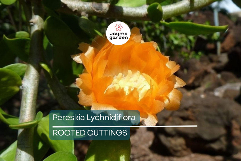 Pereskia lychnidiflora - Rare Wax Rose Cactus Starter Plant (4") | Rooted Cutting | Unique Leafy Cactus, Loves Water