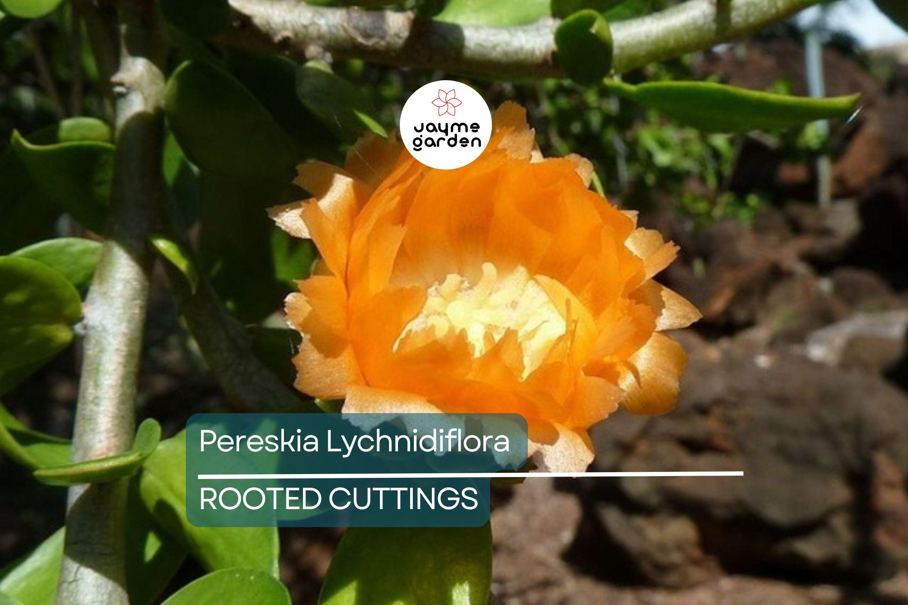Pereskia lychnidiflora - Rare Wax Rose Cactus Starter Plant (4") | Rooted Cutting | Unique Leafy Cactus, Loves Water