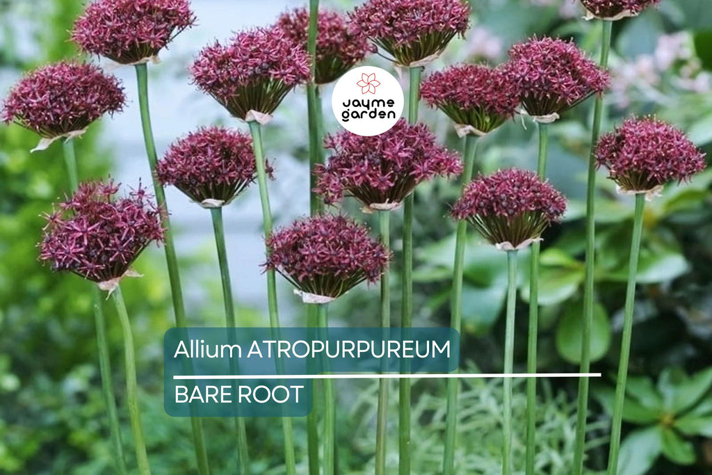 Allium Atropurpureum Bulbs - 6 Dark Purple Garlic Bulbs, Edible & Ornamental, Attracts Pollinators, USDA Zones 4-8