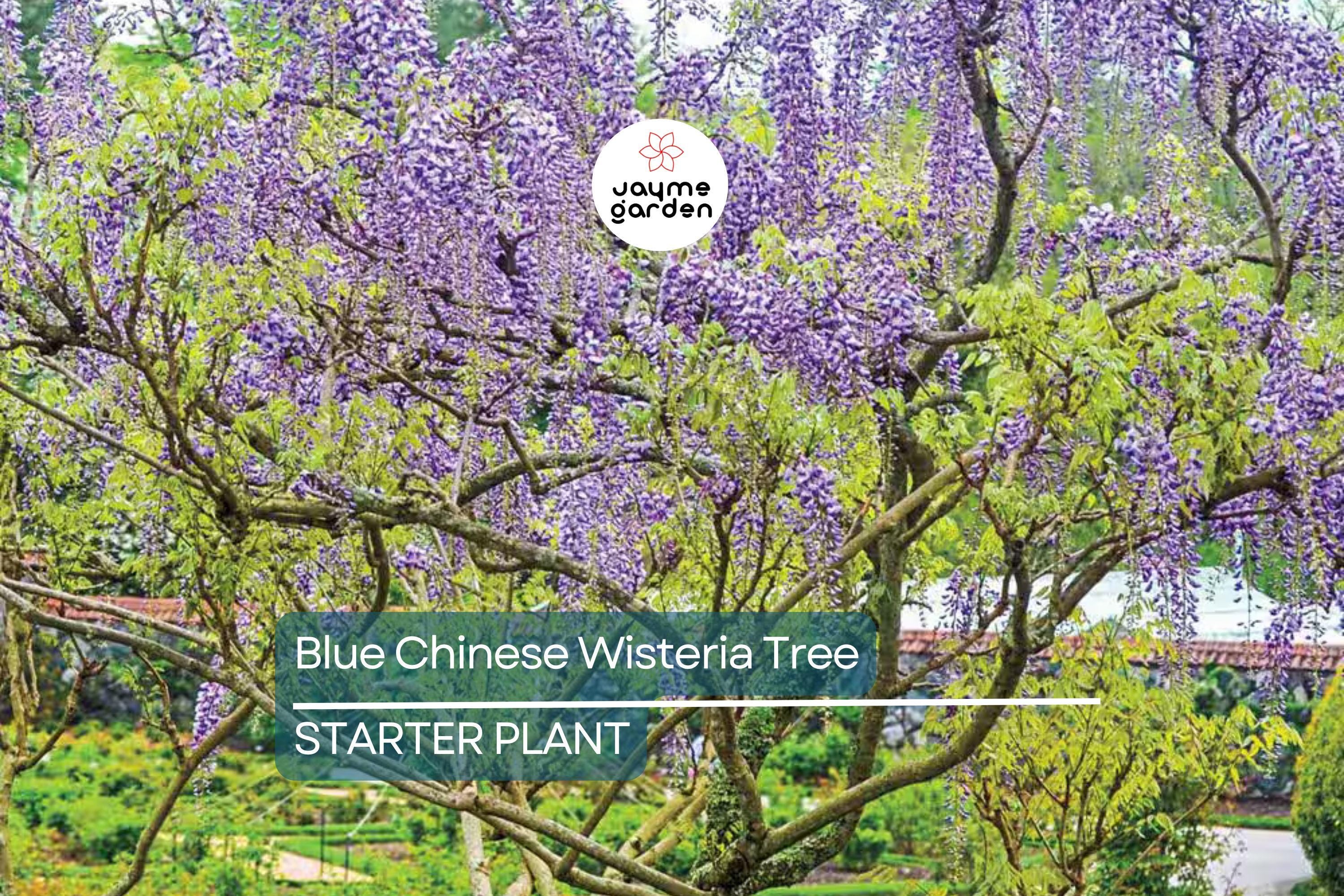 Blue Chinese Wisteria Tree 1-2ft Tall | Live Plant, Ready to Plant | Blue Flowers, Bare Root