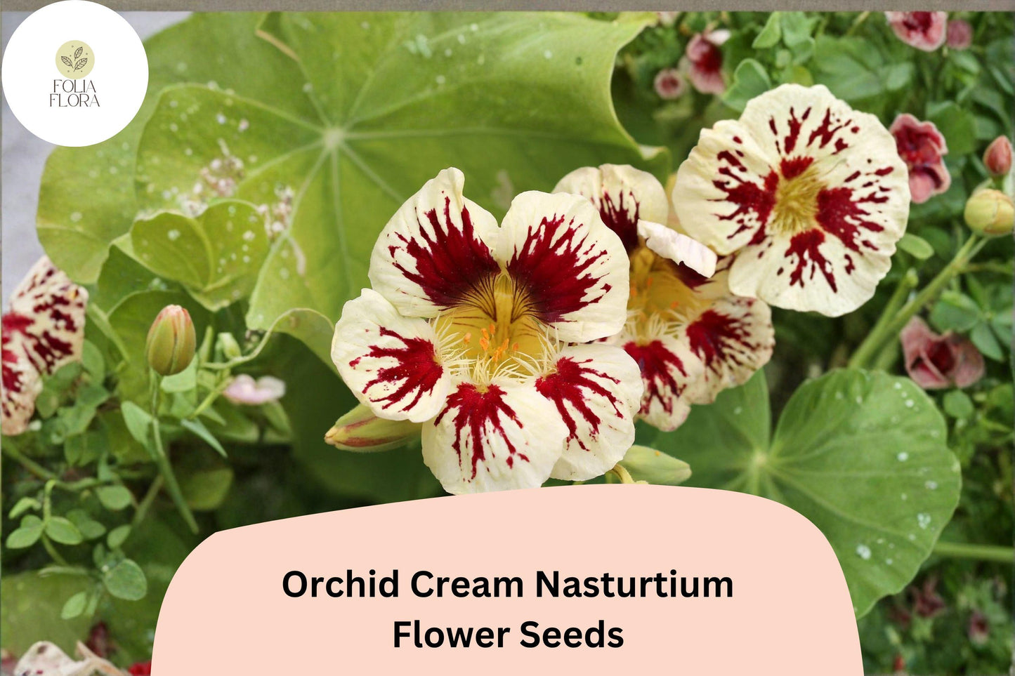 50+ Orchid Cream Nasturtium Seeds | Tropaeolum majus | Soft Cream & Pink Blooms