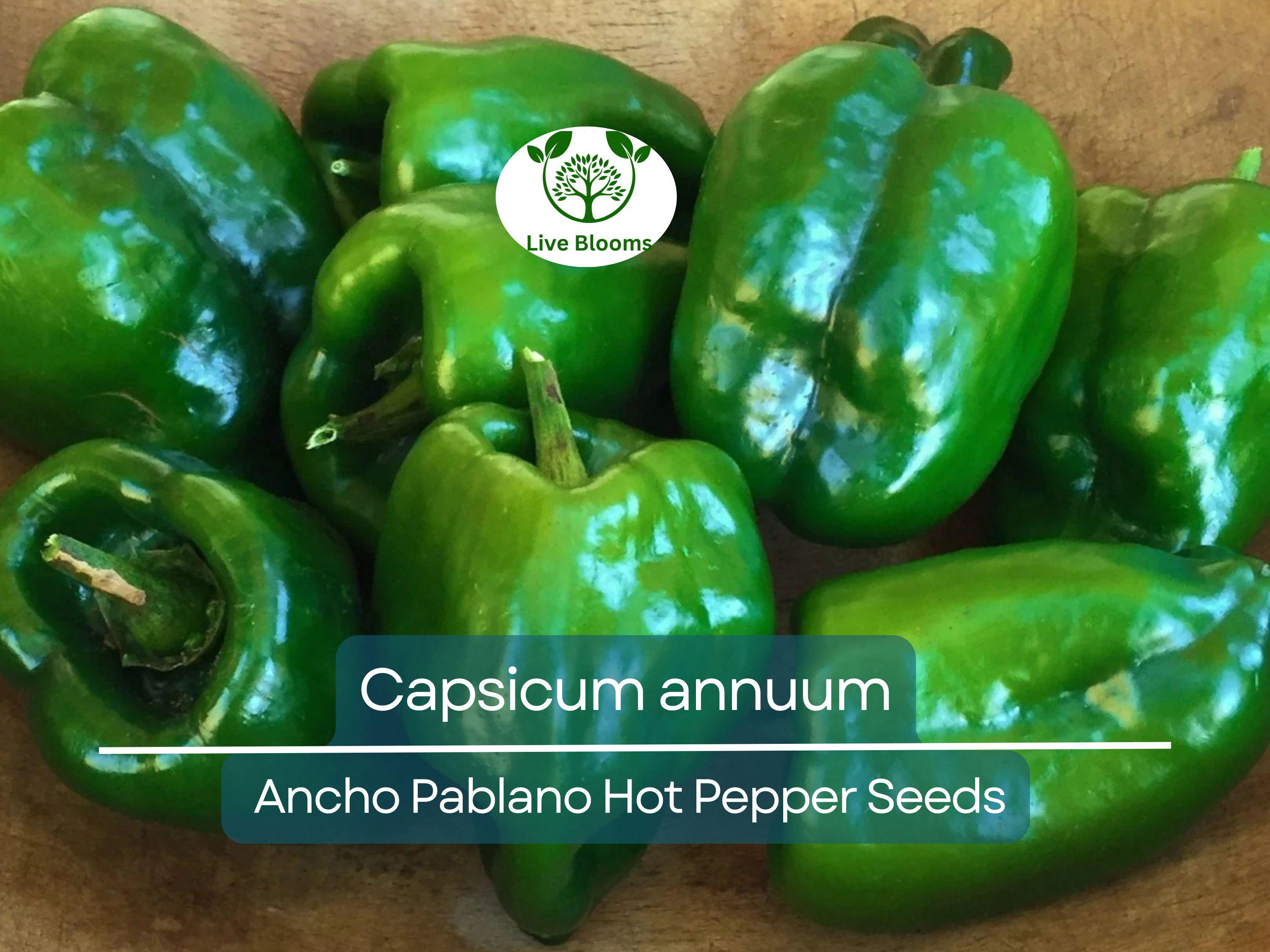 250 mg Seeds Ancho Poblano Hot Pepper – Capsicum annuum | Heirloom Pepper Seeds for Planting, Gardening & Rich Culinary Use