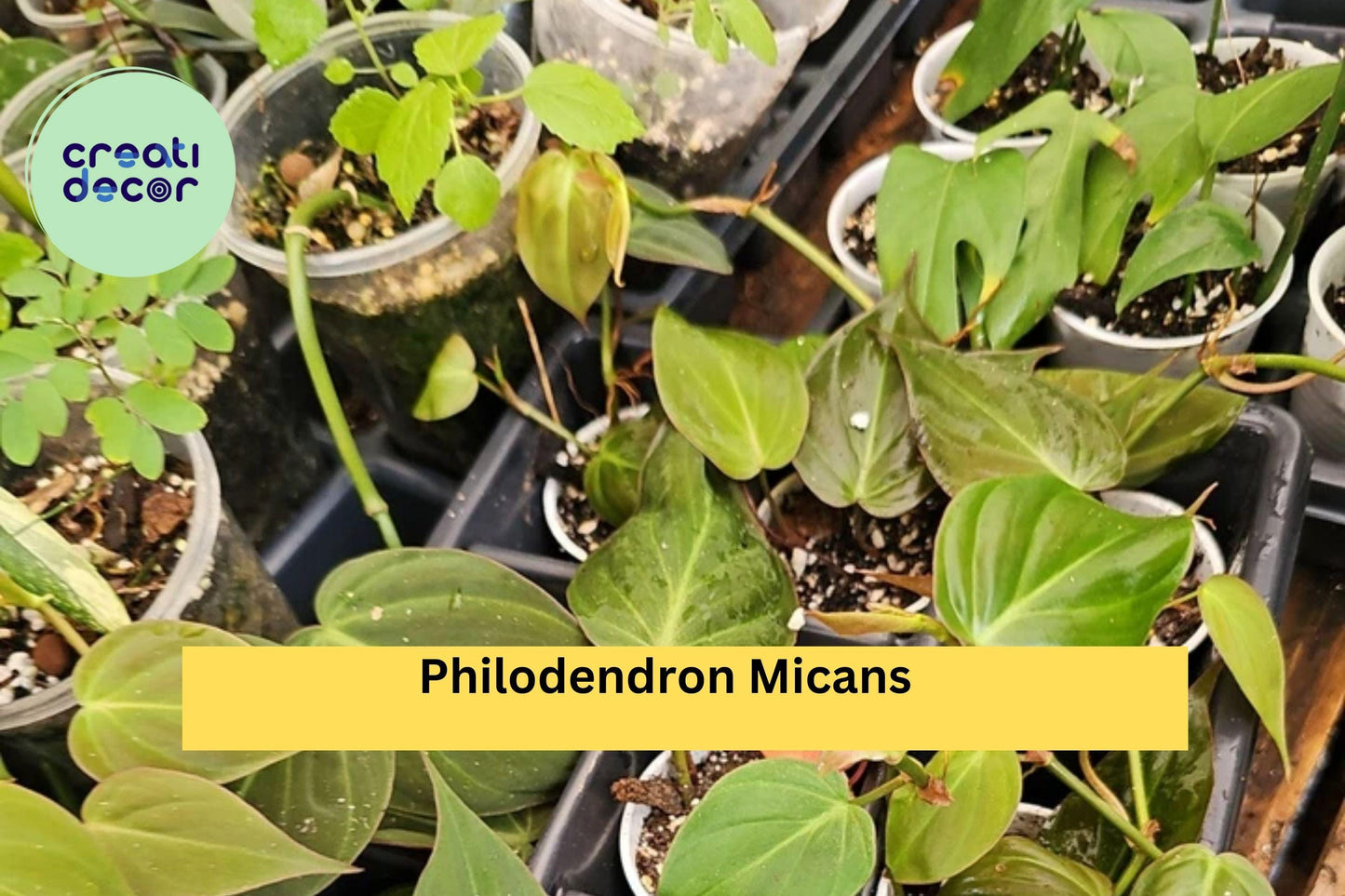 Philodendron Micans Live Plant – 2 Inch Pot Fully Rooted – Velvet Leaf Heart-Shaped Indoor Vine for Hanging Pots or Shelves