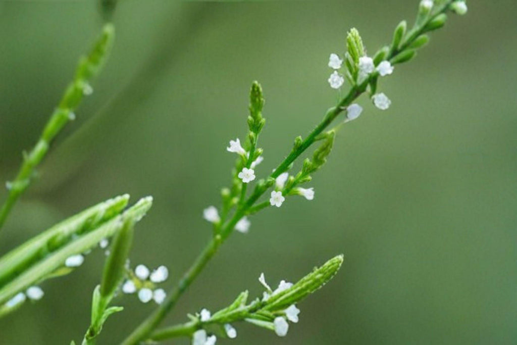 White Vervain – Verbena urticifolia, Native Woodland Perennial | Shade Tolerant (100 Seeds)