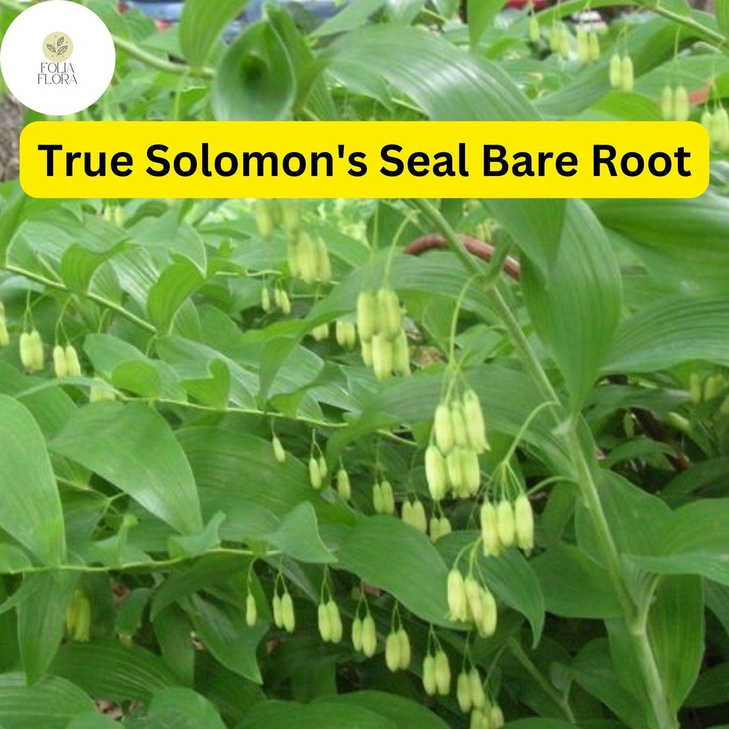 10 True Solomon's Seal Plants (Polygonatum biflorum) - Bare Root