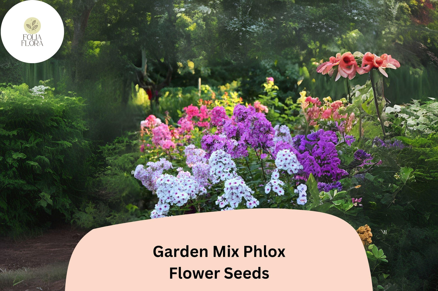 100+ Garden Mix Phlox Seeds for Planting | Phlox drummondii Annual Flower Mix | Colorful Blooms for Beds, Borders & Containers