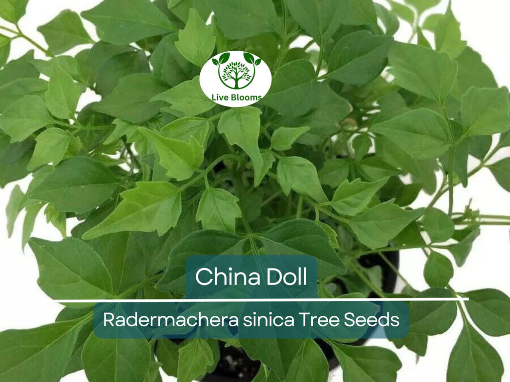15 Radermachera sinica Seeds | China Doll Tree, Exotic Indoor Bonsai Plant, Non-GMO, Indoor Potted, Unique Decorative Houseplant