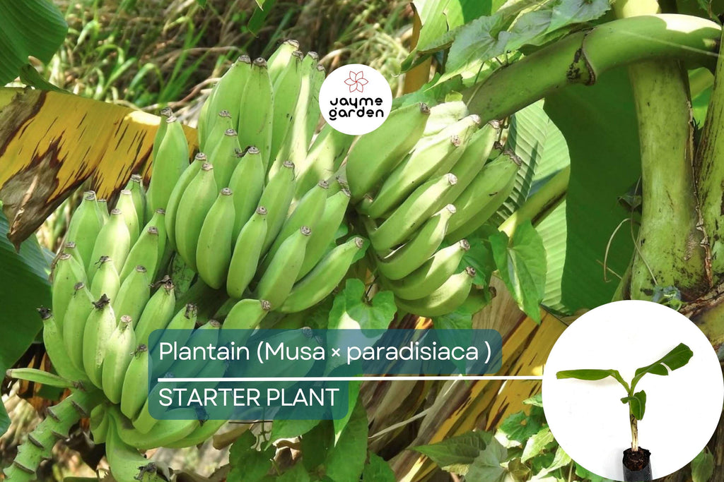 Plantain Starter Plant - Musa × paradisiaca Live Tropical Fruit Tree 1’-2’, Ideal for Growing Fresh, Nutritious, and Versatile Fruit at Home