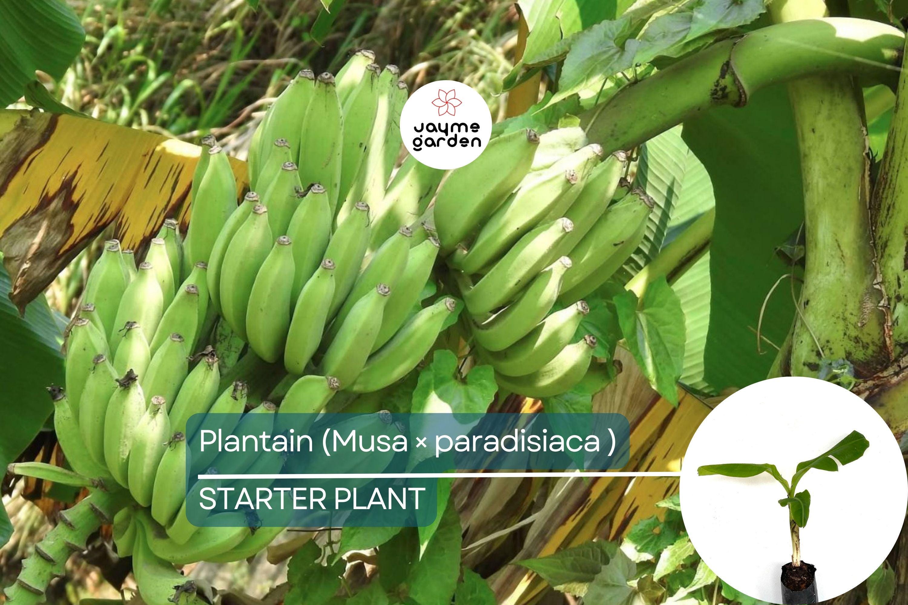 Plantain Starter Plant - Musa × paradisiaca Live Tropical Fruit Tree 1’-2’, Ideal for Growing Fresh, Nutritious, and Versatile Fruit at Home