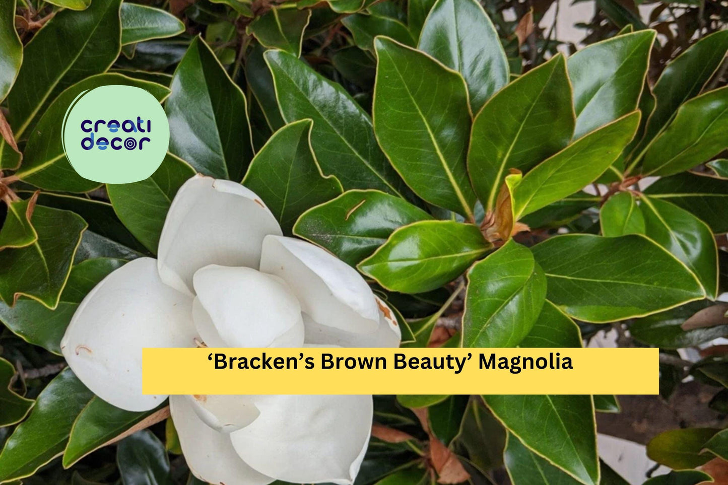 Bracken’s Brown Beauty Magnolia | Magnolia grandiflora | Live 20–28 Inch Well Rooted Tree