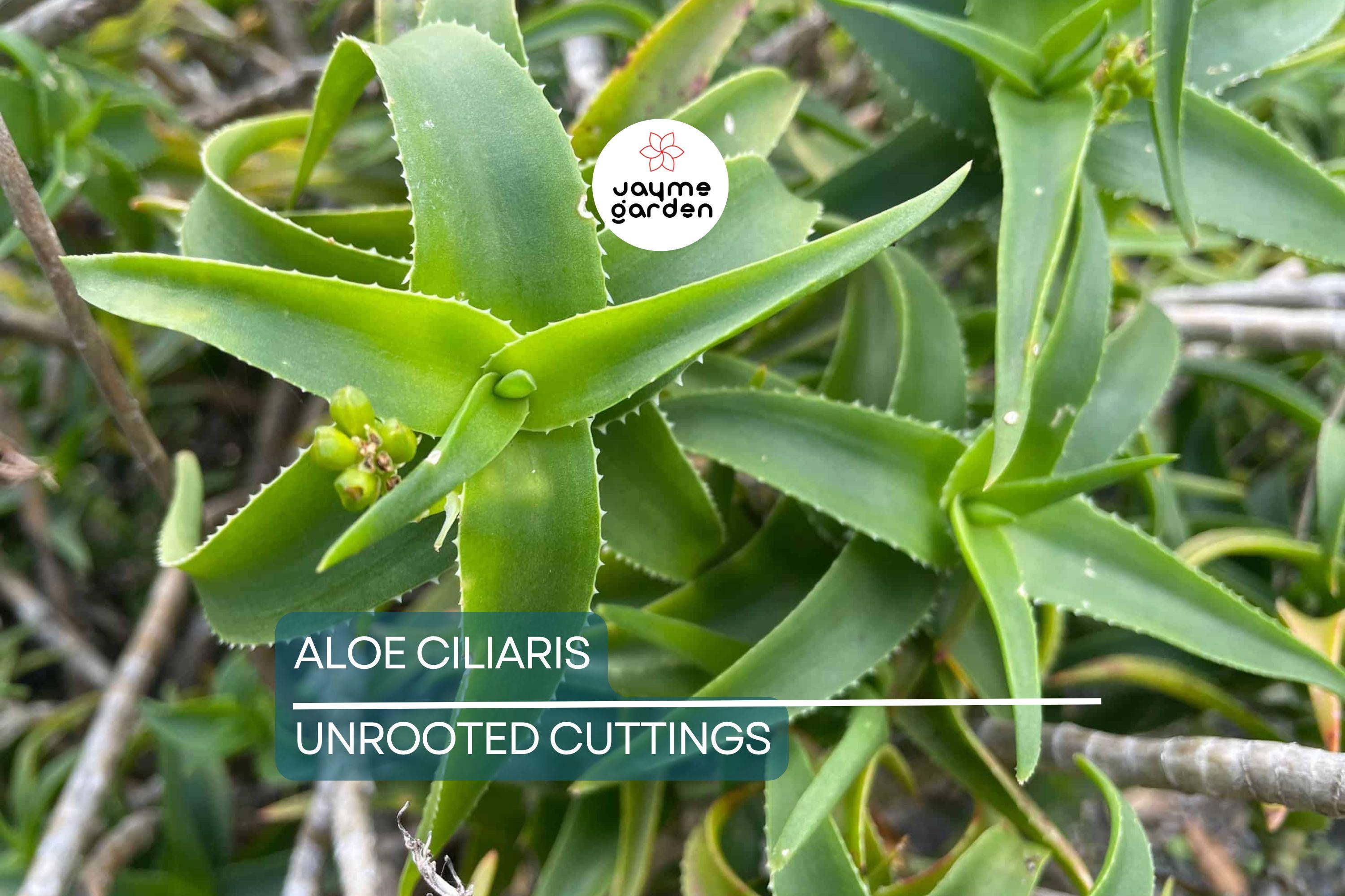 Aloe ciliaris (Climbing Aloe) Starter Cutting - 4" Succulent from South Africa, Easy to Root