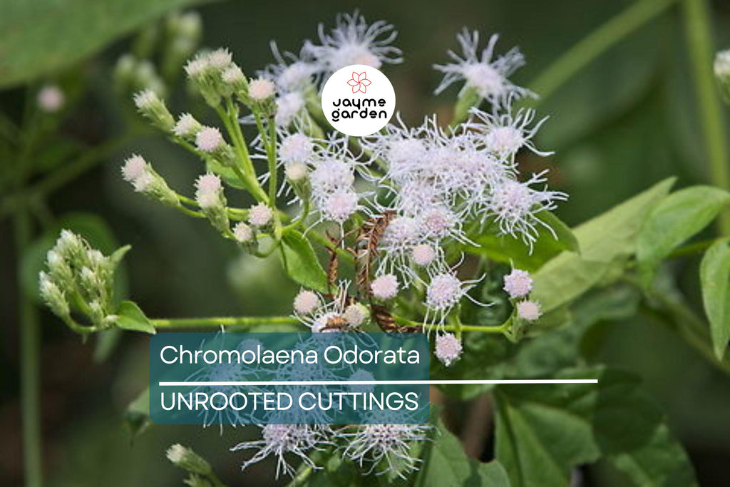 25 Jack The Bush Cuttings - Chromolaena Odorato, No Soil, No Roots, Fast-Growing Shrub